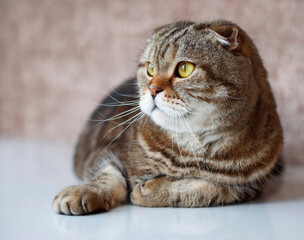 Portrait of a tabby cat with big eyes.