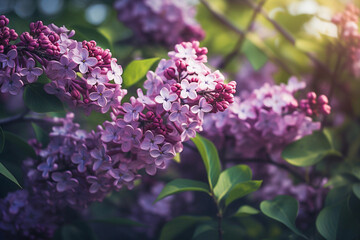 Fototapeta na wymiar Flowering branch of violet lilac in a green garden. Beautiful spring blooming lilac flowers, botanical garden on a sunny day background. Generative AI
