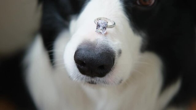 Will you marry me. Funny portrait of cute puppy dog border collie holding wedding ring on nose close up. Engagement marriage proposal concept