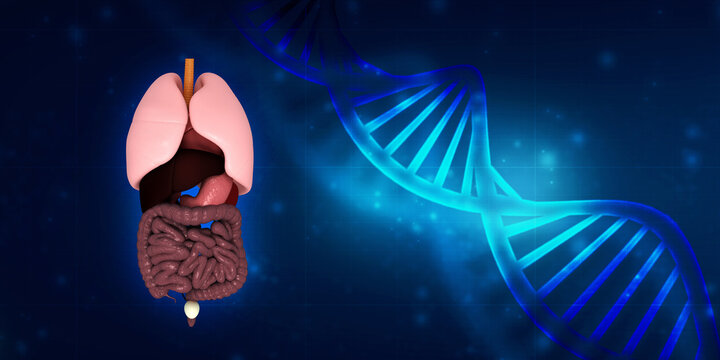 3d illustration human digestive system