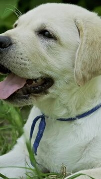Labrador puppy, beautiful little dog in the green grass. Vertical video