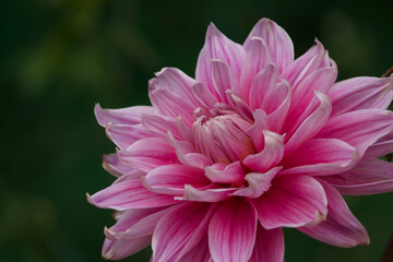 closeup view of flowers