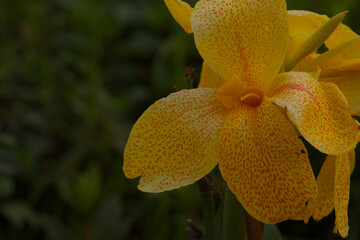 Fototapeta premium closeup view of flowers