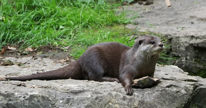 View of an oriental small-clawed otter with a hiccup in Lyon's Tete d'Or zoo