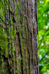 bark of a tree