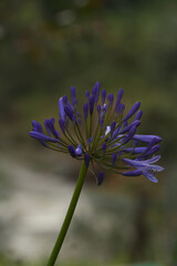 closeup view of flowers