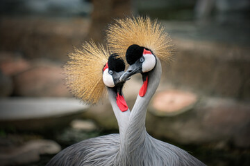 grey crowned crane