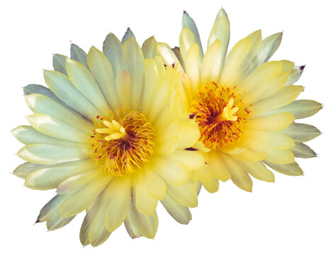 A photo cut-out of a cactus flower is easy to use to decorate pictures or use in various media.