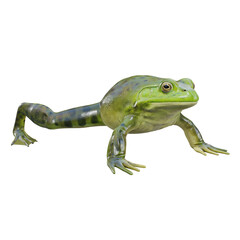 3d illustration of American bullfrog.