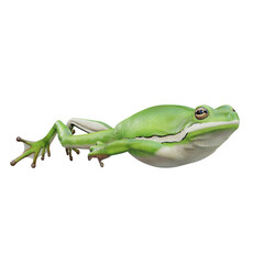 3d illustration of American green treefrog.