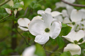  White flowering Dogwood tree ' Cornus florida White Cloud'  in spring garden .Closeup top view photo outdoors.  Gardening, landscaping concept. Free copy space .