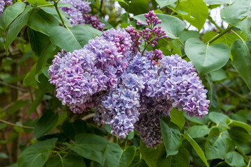 close up of pretty flowers of common lilac syringa vulgaris © Penny