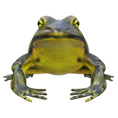 3d illustration of Goliath bullfrog - obrazy, fototapety, plakaty
