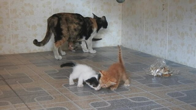 Homeless cat and kitten eat from a bag, The problem of homeless animals in asia