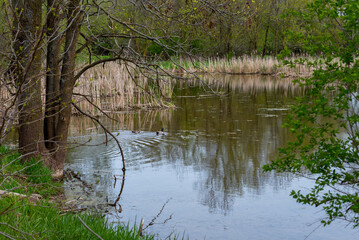 A Mallard Drake And Hen Swimming On The River In Spring