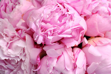 Bouquet of stylish peonies close-up. Pink peony flowers. Close-up of flower petals. Floral greeting card or wallpaper. Delicate abstract floral pastel background 