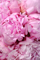 Bouquet of stylish peonies close-up. Pink peony flowers. Close-up of flower petals. Floral greeting card or wallpaper. Delicate abstract floral pastel background