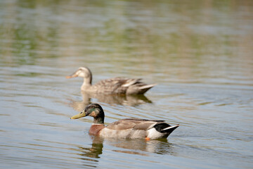 舎人公園の野鳥2023年4月
