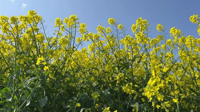 Oilseed rape field yellow flowers canola on blue sky.