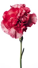 pink carnation flower isolated