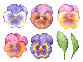 Set of watercolor pansies. Set of blue, purple, pink and yellow watercolor pansies.