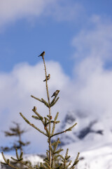 Small Bird sitting on a tree branch with snow mountains in background. Squamish, British Columbia, Canada.