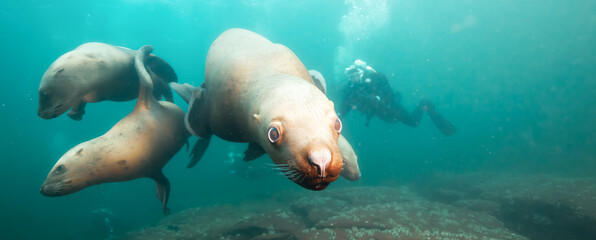 Naklejka premium Sea Lion Swimming Underwater in the Pacific Ocean on the West Coast. Hornby Island, British Columbia, Canada.