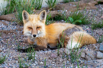 red fox vulpes