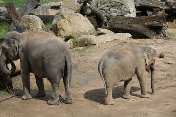 Naklejka premium elephants in the zoo and wildlife