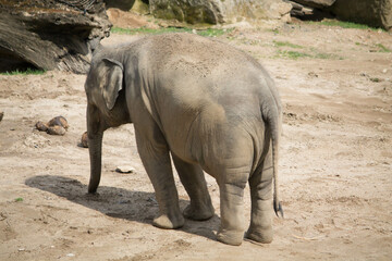 Fototapeta premium elephants in the zoo and wildlife