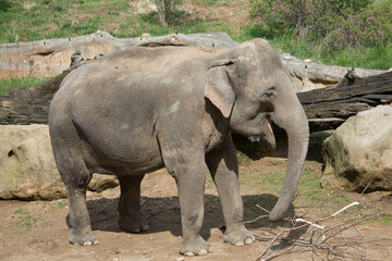 Fototapeta premium elephants in the zoo and wildlife