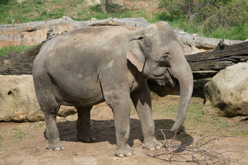 Naklejka premium elephants in the zoo and wildlife