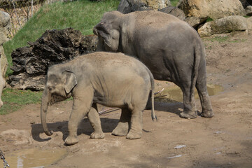 Fototapeta premium elephants in the zoo and wildlife