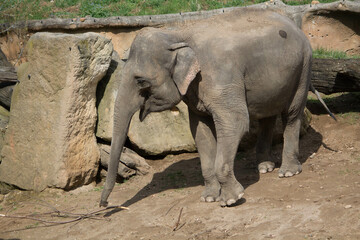 Naklejka premium elephants in the zoo and wildlife