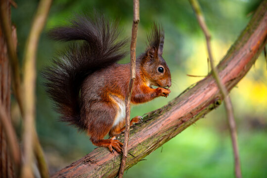 The red squirrel or Eurasian red squirrel (Sciurus vulgaris) is a species of tree squirrel common throughout Europe. Tame Sqirrel taking a hazelnut from a tree trunk in a german Park in Dortmund.