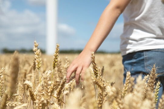 Close-up of little cute happy caucasian girl enjoy touch hand wheat ear walking ripe wheat field against wind mill turbine farm sunny summer day. Child freedom future clean energy environment concept