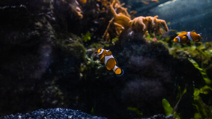 Clownfish in the aquarium at Madrid