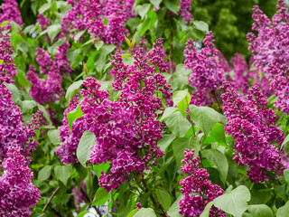 Big lilac branch bloom. Bright blooms of spring lilacs bush. Spring blue lilac flowers close-up on blurred background. Bouquet of purple flowers