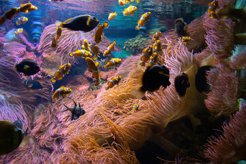 coral reef with fish