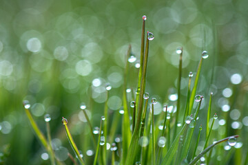 Fototapeta premium Water droplets forming on the grass early in the morning