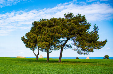 Fototapeta premium Landscape sea and meadow Polignano a Mare Puglia Italy