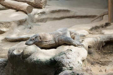 komodo dragon