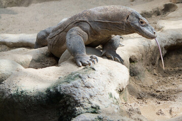 komodo dragon