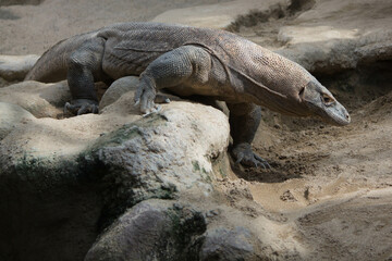 komodo dragon