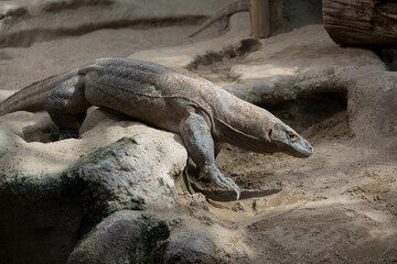 komodo dragon