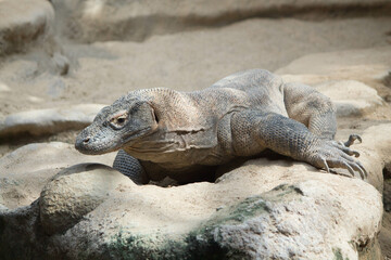 komodo dragon
