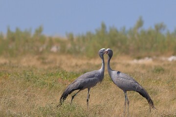 Obraz na płótnie Canvas blue cranes in the wild of Etosha National Park in Namibia