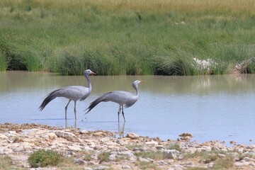 blue cranes at a water hole in Etosha National Park in Namibia