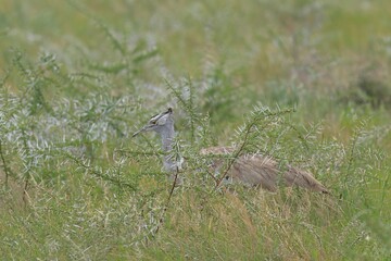 Kori bustard in the wild of etosha