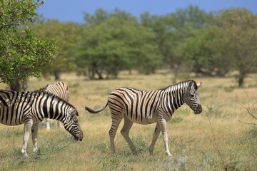 zebras in the wild of etosha national park, namibia